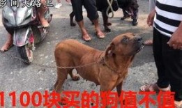 花母狗手机在线观看,温情治愈，宠物与人类的情感纽带